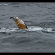 IMG 9977