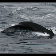 IMG 9981