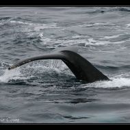 IMG 9982
