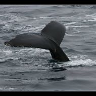 IMG 9983