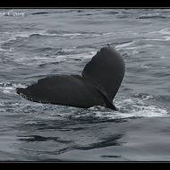 IMG 9984