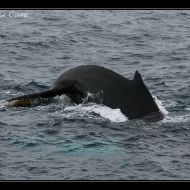 IMG 9989