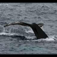 IMG 9991