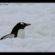 IMG 0838