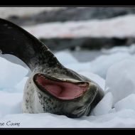 IMG 0938