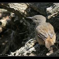 IMG 4117