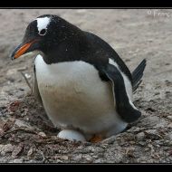 IMG 4259