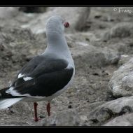 IMG 4335