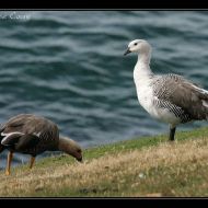 IMG 4502