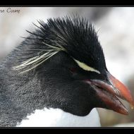 IMG 4575
