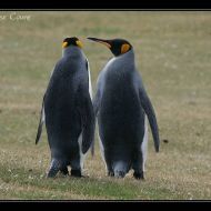 IMG 4616