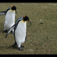 IMG 4617