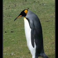 IMG 4628