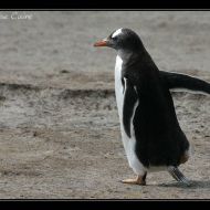 IMG 4643