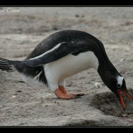 IMG 4676
