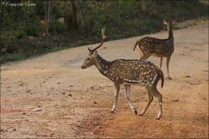 Wasgamuwa National Park