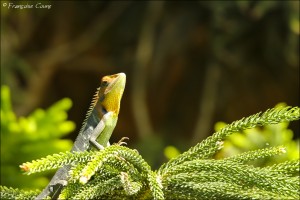 Peradeniya Botanical Garden