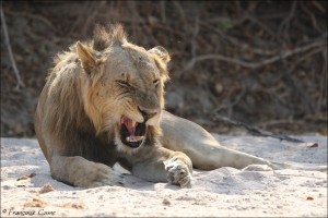 South Luangwa : Jour 1 - Day 1