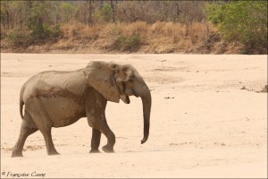South Luangwa : Jour 3 - Day 3