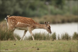 Parc de Sainte Croix
