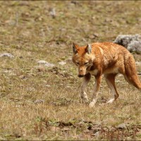 Ethiopian Wolf